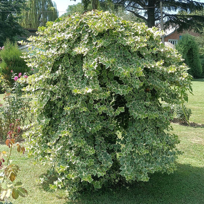 Hedera helix Glacier en plein air, une plante grimpante au feuillage panaché vert et blanc, formant un buisson dense et luxuriant.