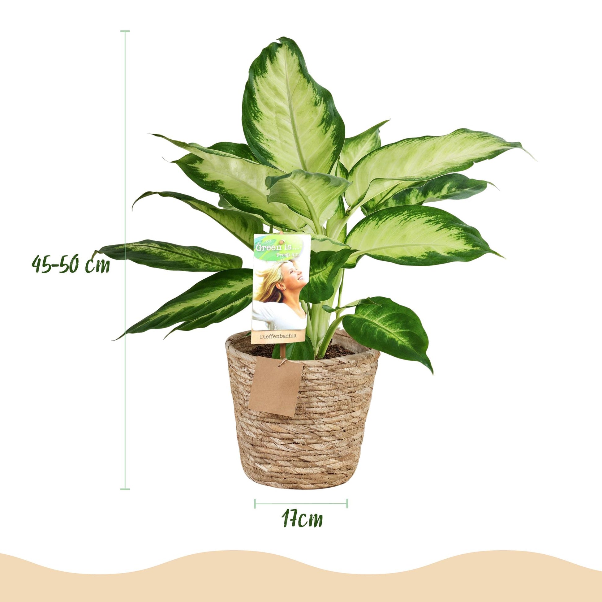 Plantes d'intérieur - Diefenbachia Camilla - Dieffenbachia - Peu d'entretien - avec panier - Bicolore - 1 Plante - Pot 17cm - Hauteur 45-50cm