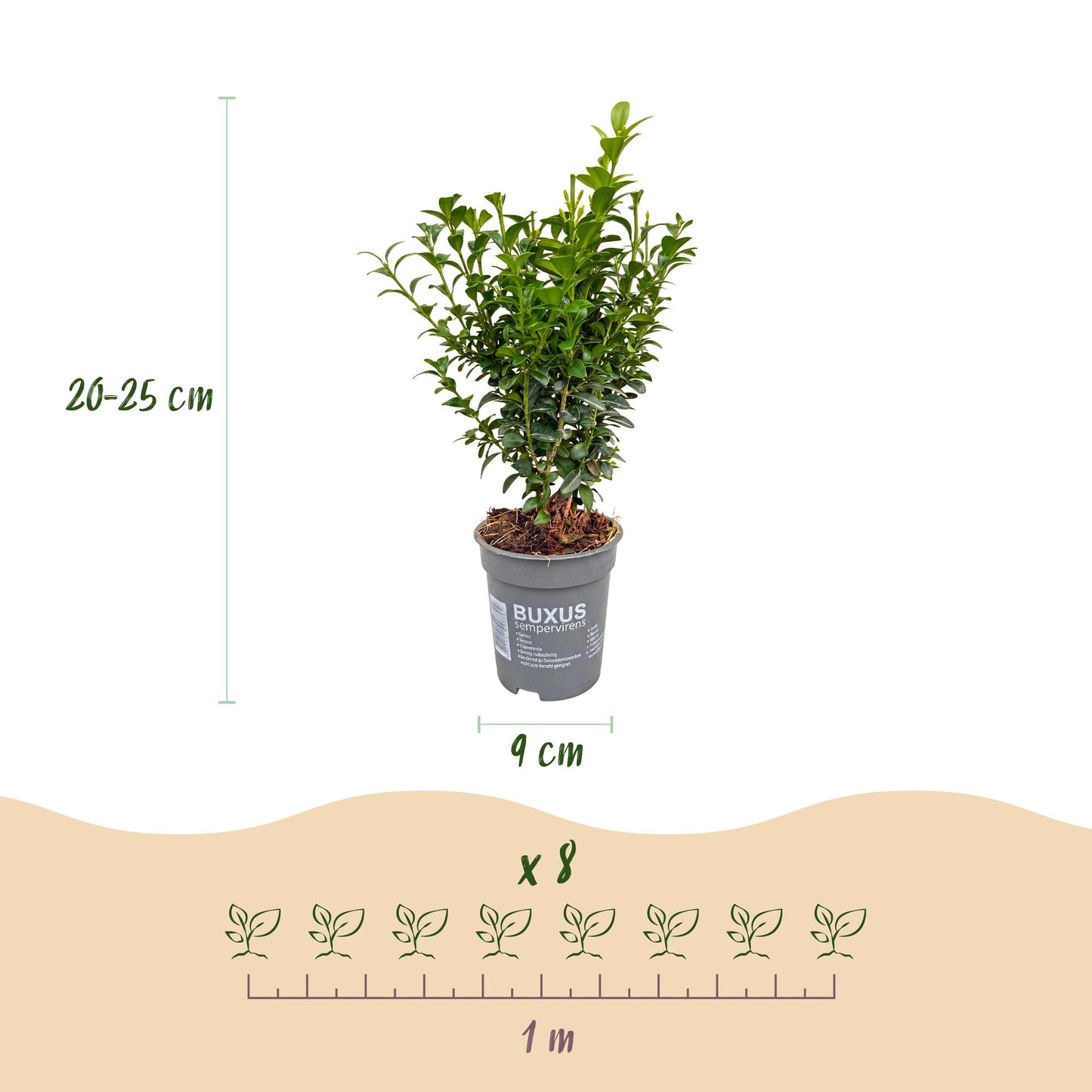 Buxus sempervirens, plant en pot de 9cm, hauteur 20-25cm, avec schéma d'espacement de 8 plants sur 1 mètre pour haie.