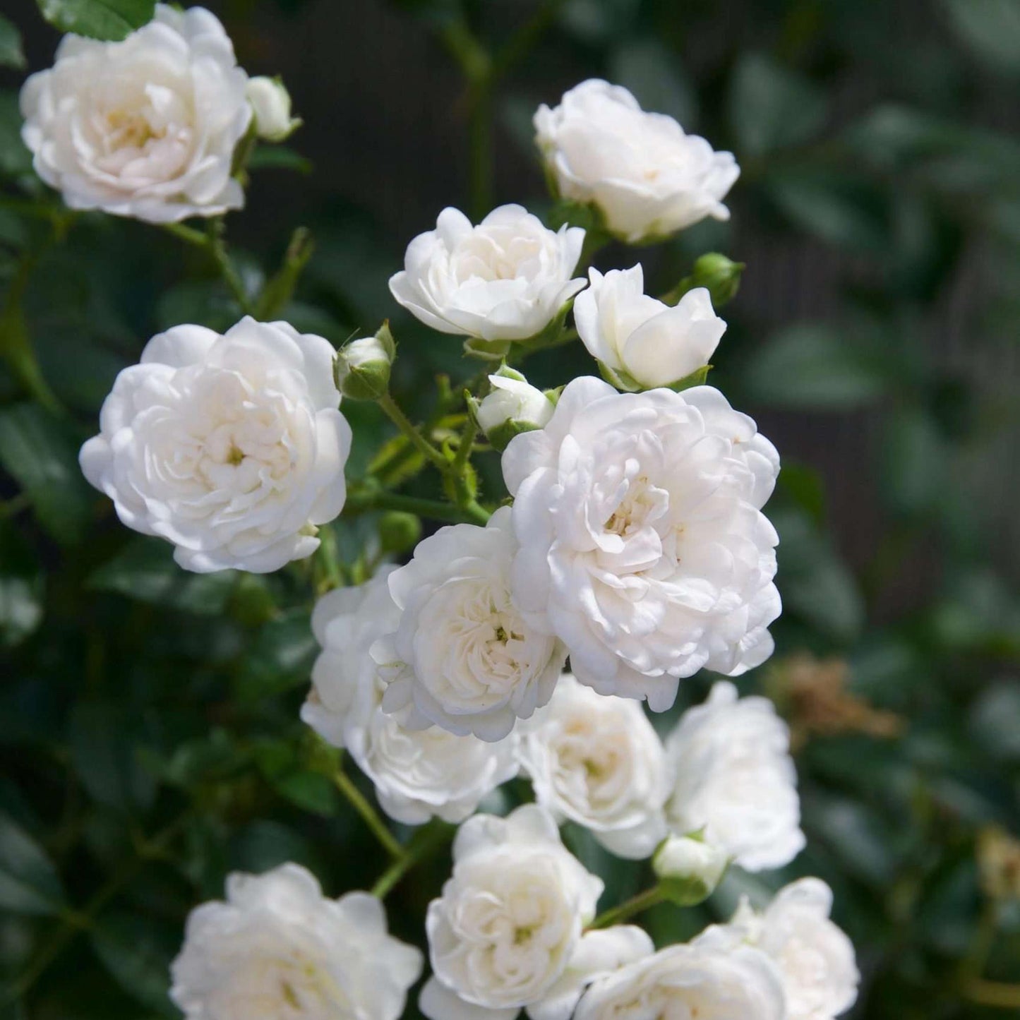 Rosier de Jardin 'Rosa White Fairy', gros plan sur un bouquet de petites roses blanches éclatantes aux multiples pétales, sur un fond de feu