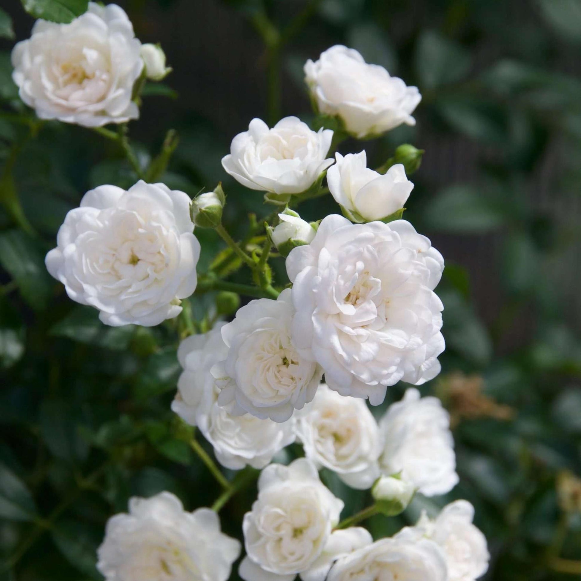 Rosier de Jardin 'Rosa White Fairy', gros plan sur un bouquet de petites roses blanches éclatantes aux multiples pétales, sur un fond de feu