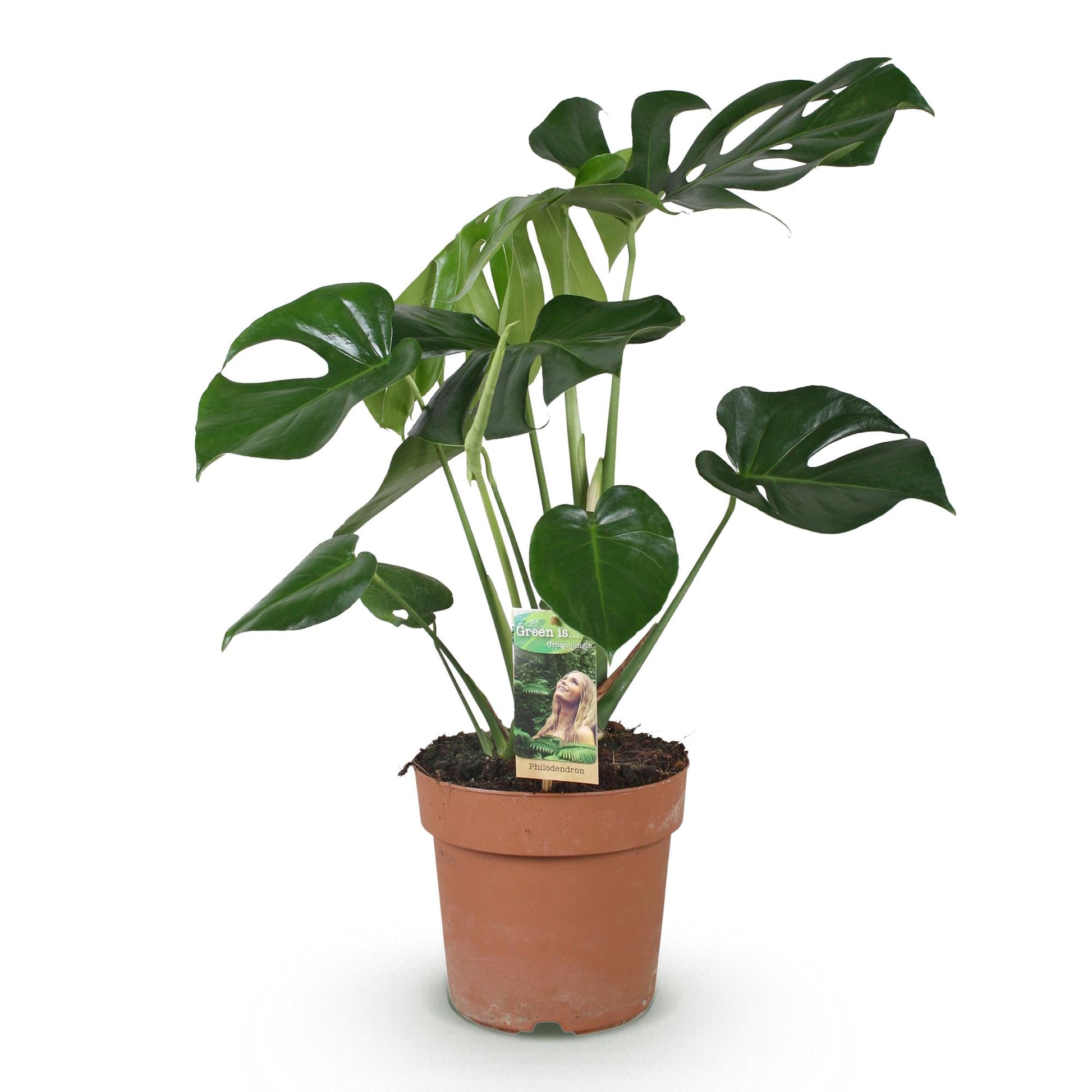 Plantes d'intérieur - Monstera Deliciosa - Plante à trous - Peu d'entretien - Vert - 1 Plante - Pot 17cm - Hauteur 50-55cm