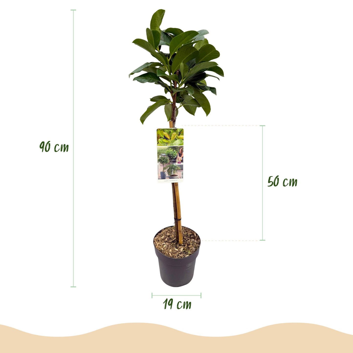 Prunus laurocerasus Etna® : schéma montrant une plante sur tige avec une hauteur totale de 90 cm, un pot de 19 cm de diamètre et une hauteur