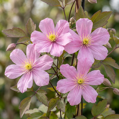 Clématite de montagne 'Mayleen' (Clematis montana) - grimpante parfumée