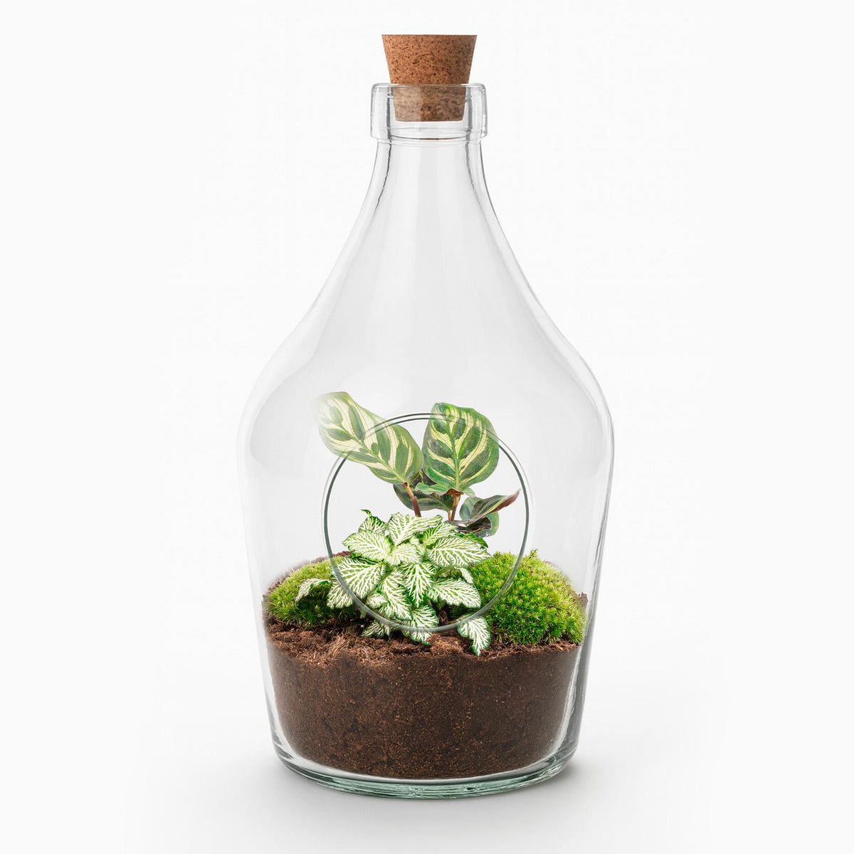 Terrarium ouvert en bouteille de verre 3 L avec Calathea ou bonsaï et Fittonia, hauteur 30 cm