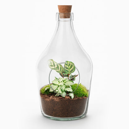 Terrarium ouvert en bouteille de verre 3 L avec Calathea ou bonsaï et Fittonia, hauteur 30 cm