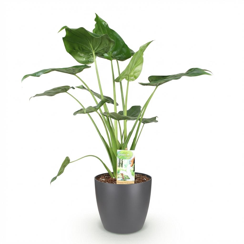 Plantes d'intérieur - Alocasia Cucullata - Main de Bouddha - Peu d'entretien- Vert - 1 Plante - avec Pot Gris - Pot 21cm - Hauteur 65-70cm