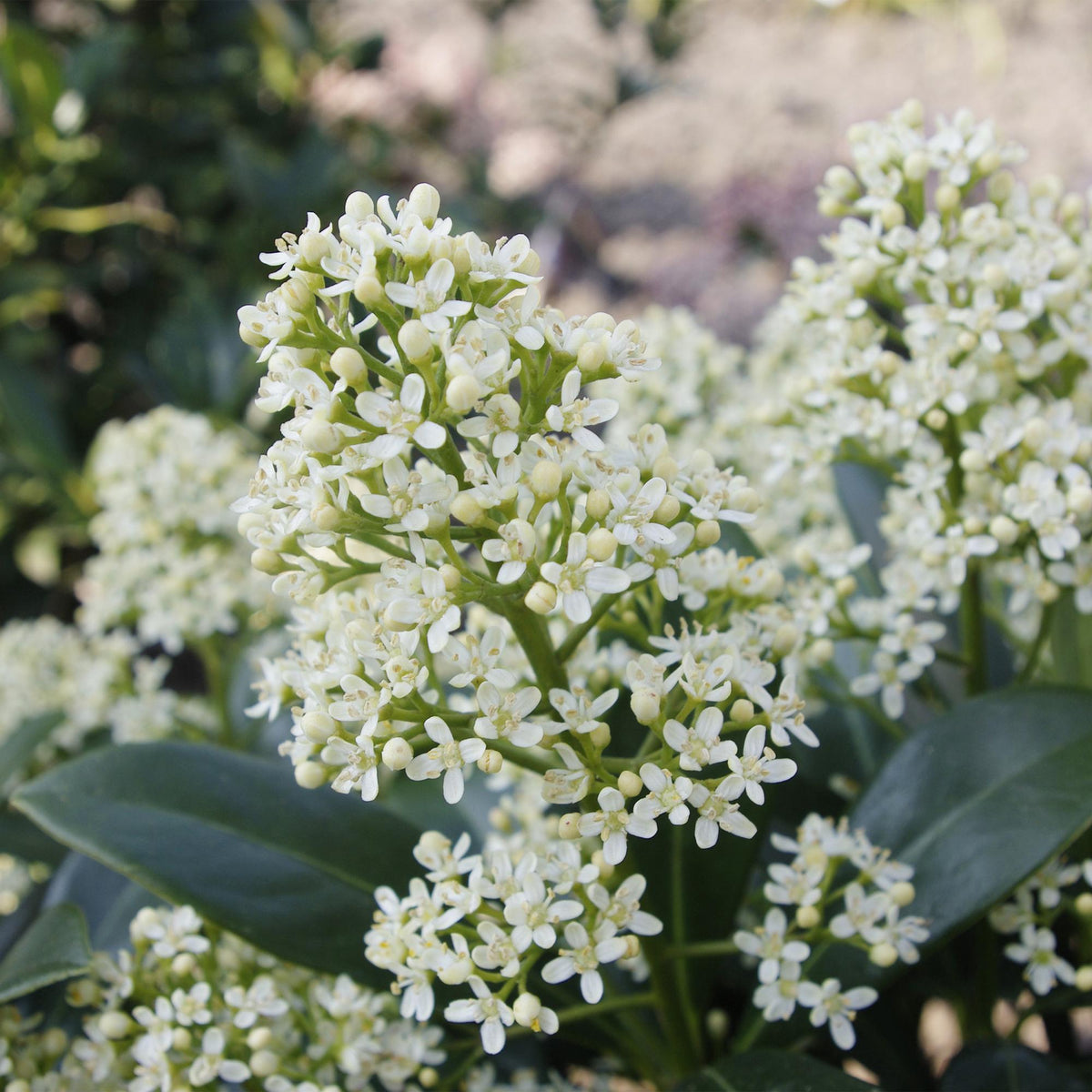 Skimmia japonica 'Finchy' en pot, grappes de boutons blanc crème et feuillage vert brillant