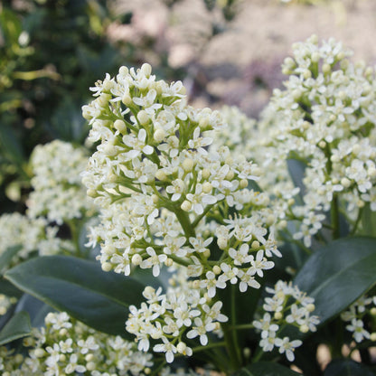 Skimmia japonica 'Finchy' en pot, grappes de boutons blanc crème et feuillage vert brillant
