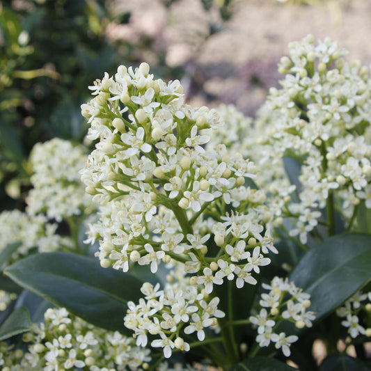 Skimmia japonica 'Finchy' en pot, grappes de boutons blanc crème et feuillage vert brillant