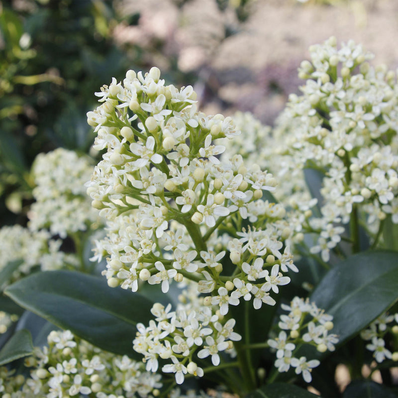 Skimmia du Japon 'Finchy' (Skimmia japonica) - arbuste persistant d'ombre