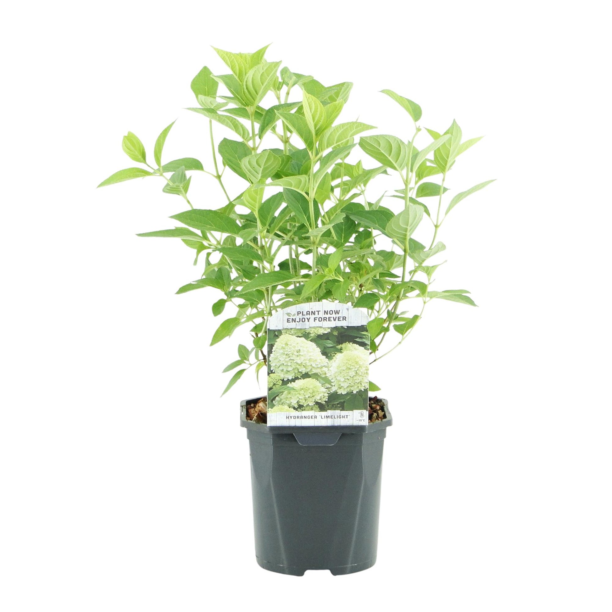 Hortensia Paniculée Limelight en pot de 17 cm, plant unique sur fond blanc, prêt à planter, pour une floraison crème et blanche.
