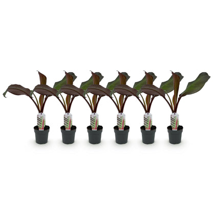 Ensete ventricosum Maurelli, bananier d'extérieur rustique, lot de six jeunes plants en pot sur fond blanc.