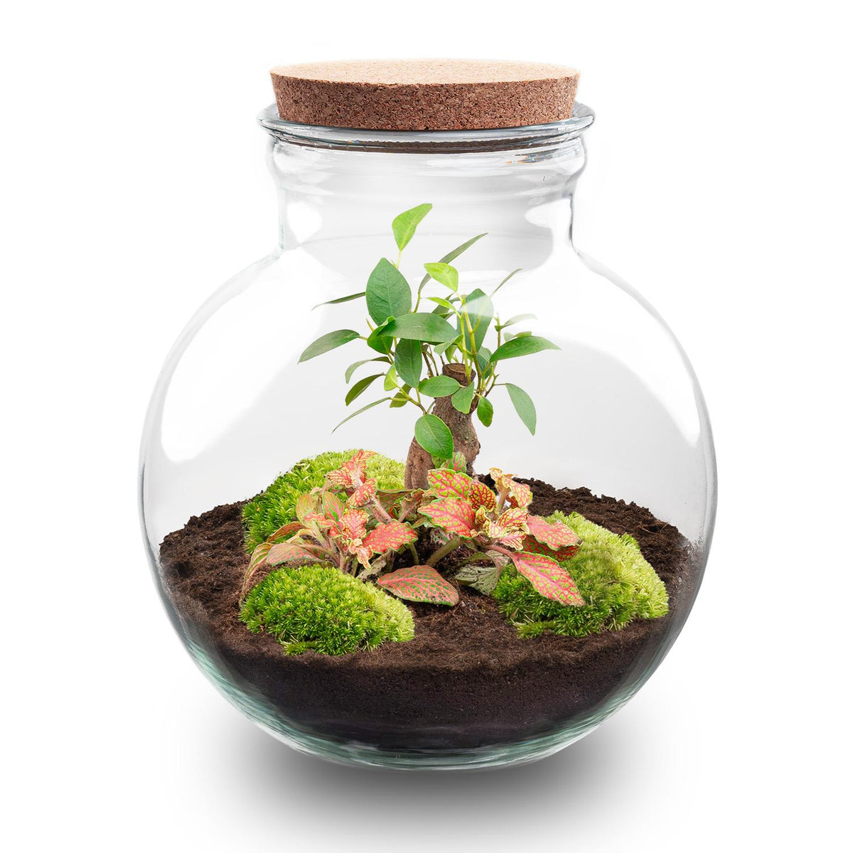 Kit terrarium bonsaï Ficus Ginseng et Fittonia rouge, bocal boule Ø 25 cm, avec ou sans outils
