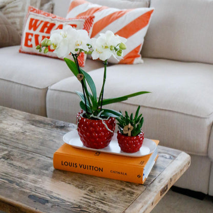 Orchidée Phalaenopsis blanche en pot