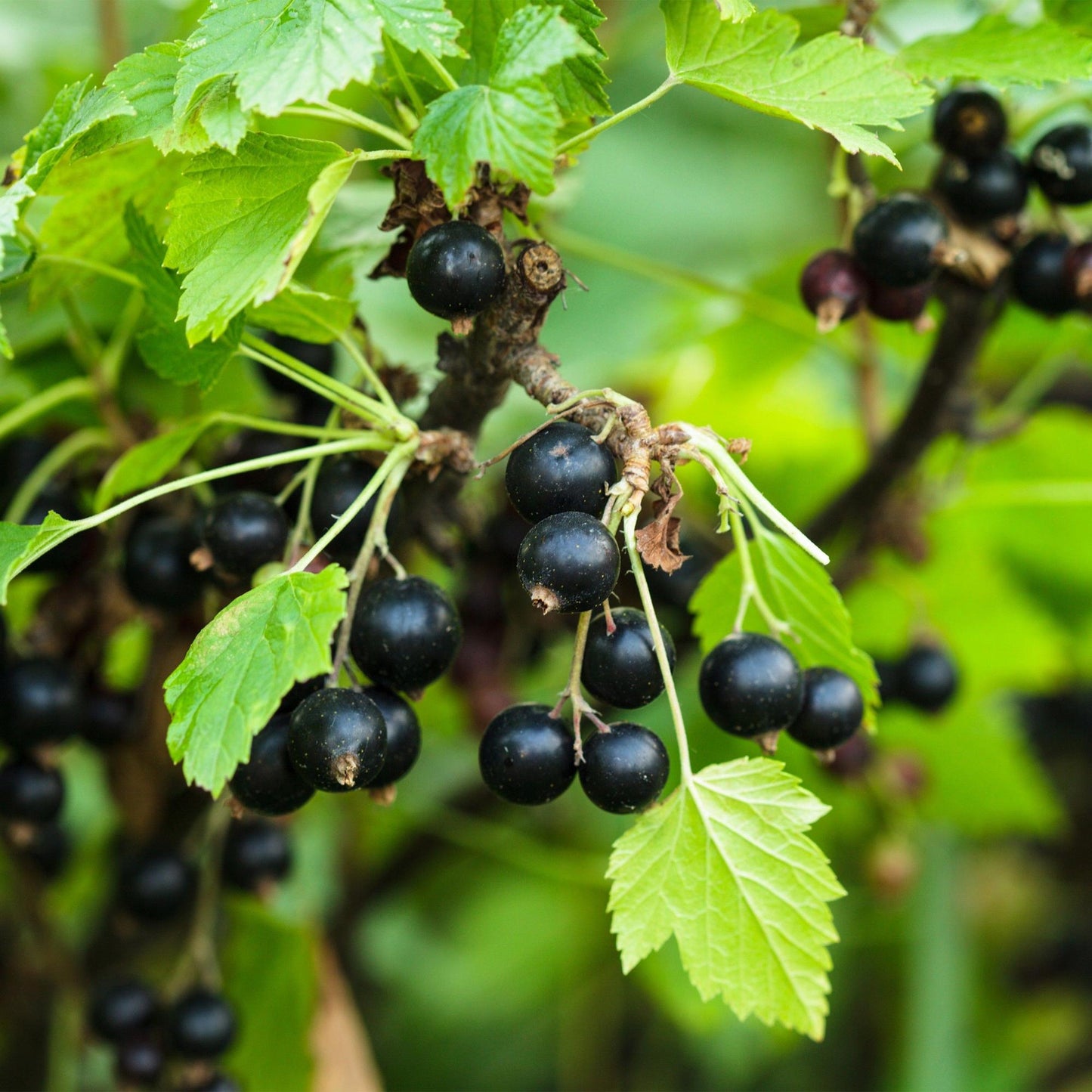 Cassis Titania. Gros plan sur un plant de cassis avec de nombreuses baies noires mûres et des feuilles vertes brillantes.