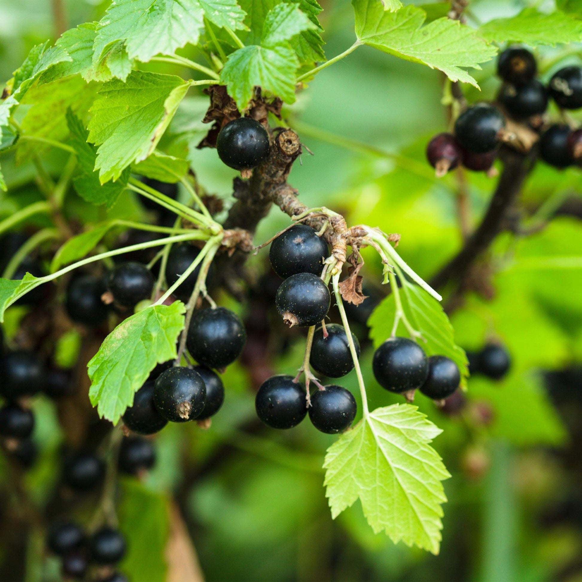 Cassis Titania. Gros plan sur un plant de cassis avec de nombreuses baies noires mûres et des feuilles vertes brillantes.