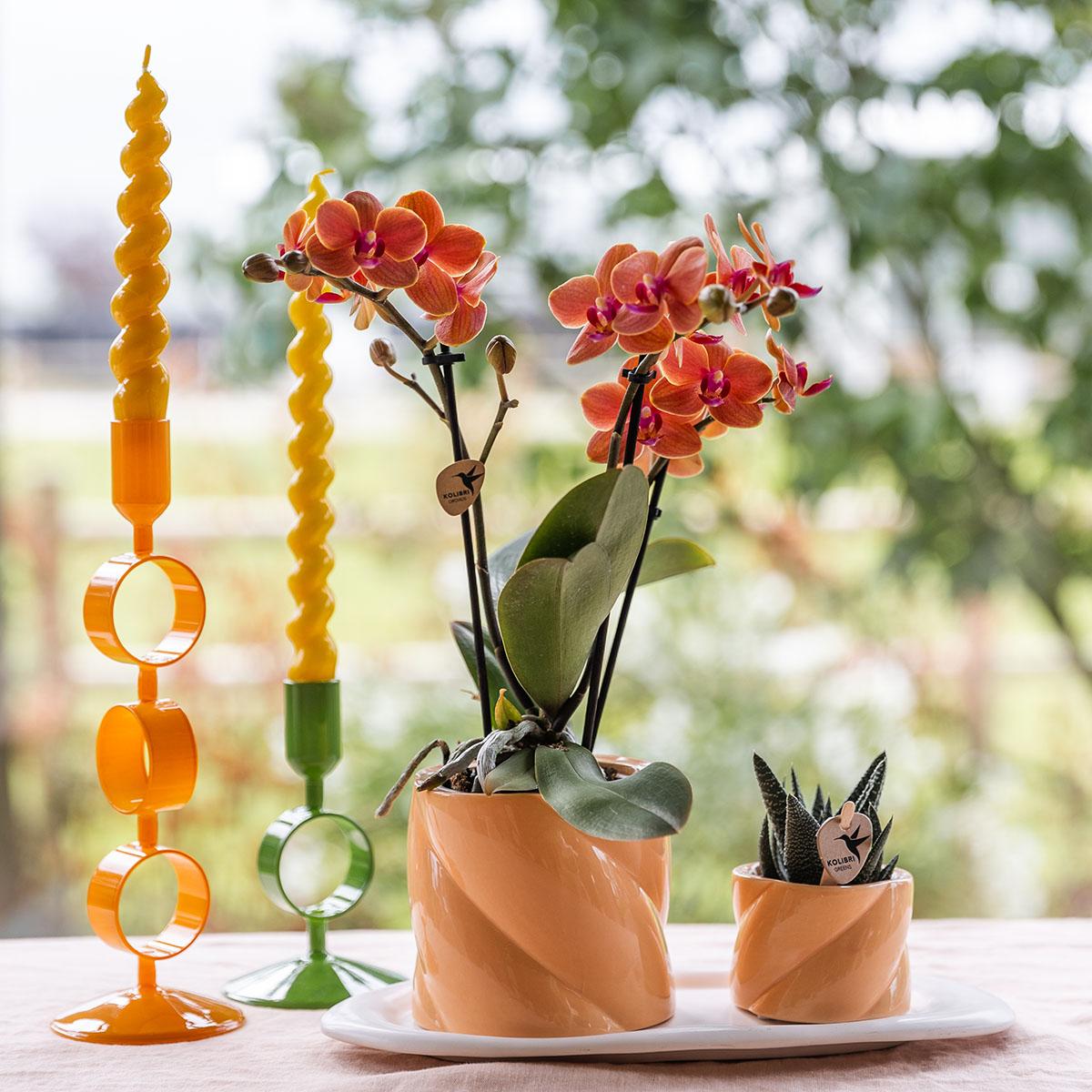 Orchidée Phalaenopsis orange en pot