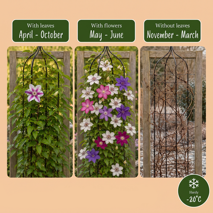 Clématite Rainbow en mélange de couleurs (Clematis) - grimpantes fleuries