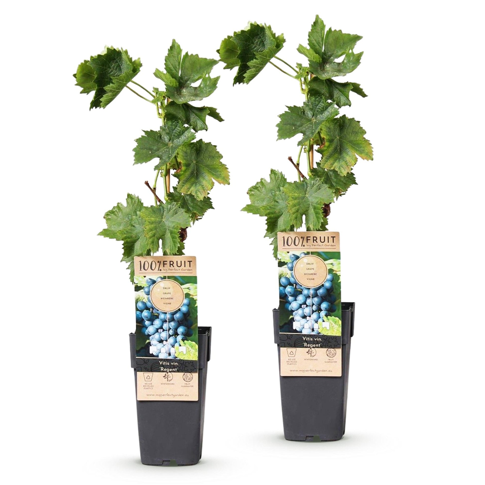 Vitis vinifera Regent : deux plants de raisin bleu en pot de 15 cm, avec leurs étiquettes, alignés sur fond blanc.