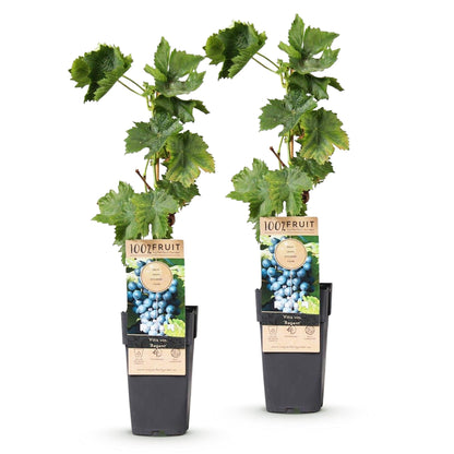 Vitis vinifera Regent : deux plants de raisin bleu en pot de 15 cm, avec leurs étiquettes, alignés sur fond blanc.