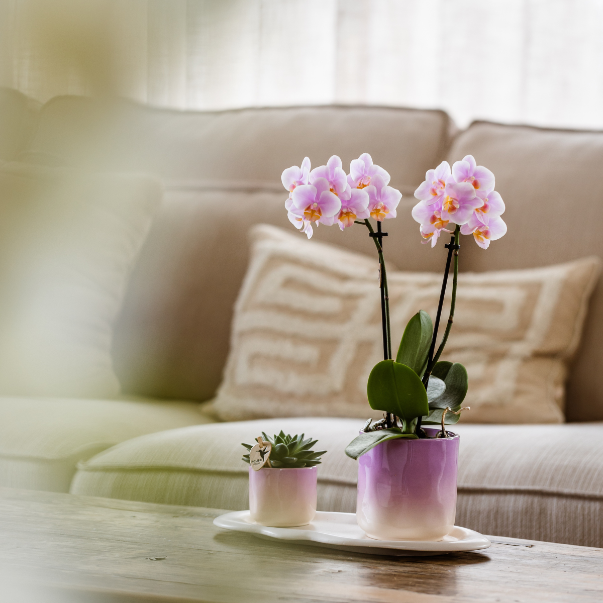 Orchidée Phalaenopsis rose en pot