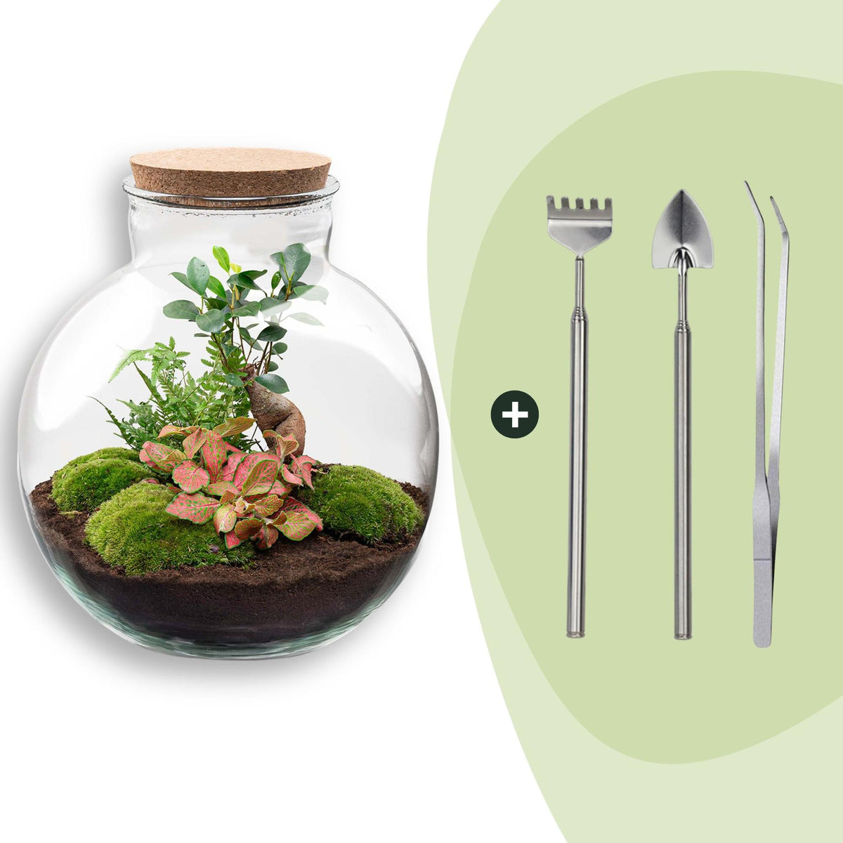 Grand kit terrarium bonsaï : Avec râteau, pelle et pince
