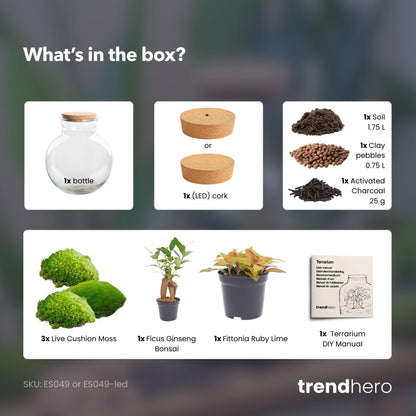Kit terrarium boule bonsaï : Sans outils, avec bouchon LED