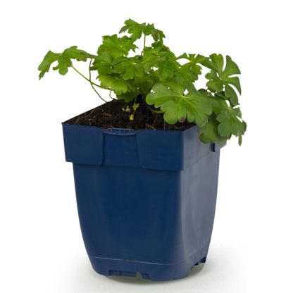 Géranium macr. Czakor. Un jeune plant en pot bleu, avec des feuilles vertes, prêt à être planté. Fond blanc.
