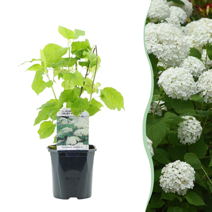Hortensia Annabelle en pot sur fond blanc, juxtaposé à un massif de la même plante en fleur, avec de grandes fleurs blanches.
