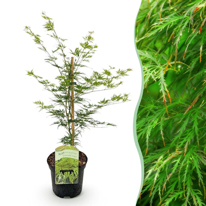 Érable japonais Acer palmatum Emerald Lace : jeune plant en pot sur fond blanc avec un insert en gros plan sur ses feuilles vertes et fineme