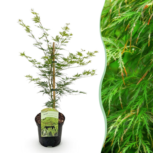 Érable japonais Acer palmatum Emerald Lace : jeune plant en pot sur fond blanc avec un insert en gros plan sur ses feuilles vertes et fineme