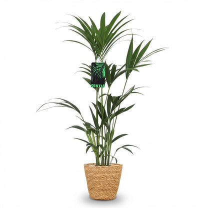Plante d'intérieur - Howea Forsteriana - Palmier Kentia - Peu d'entretien - Vert - 1 Plante - avec Panier - Pot 21cm - Hauteur 120-130cm