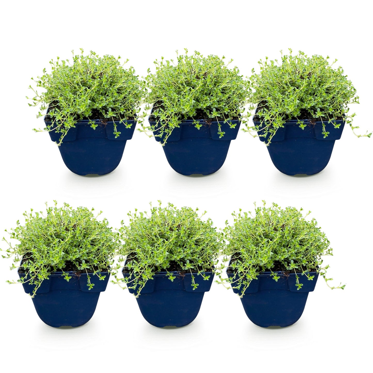 Thym blanc rampant (Thymus praecox Albiflorus) : Lot de 6 plants vivaces en pots bleus, alignés sur fond blanc. Feuillage vert clair et dens