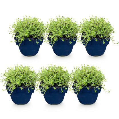 Thym blanc rampant (Thymus praecox Albiflorus) : Lot de 6 plants vivaces en pots bleus, alignés sur fond blanc. Feuillage vert clair et dens