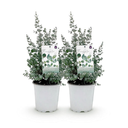 Eucalyptus gunnii : deux jeunes plants en pot sur fond blanc, prêts à être plantés pour créer une touche de verdure grise.