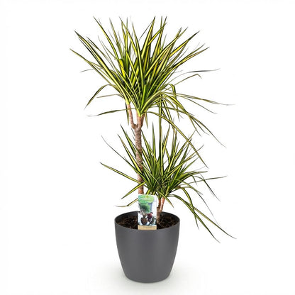 Plantes d'intérieur - Dracaena Sunray - Arbre à dragon - Peu d'entretien- Vert - jaune - 1 Plante - avec Pot Gris - Pot 21cm - Hauteur 90-100cm