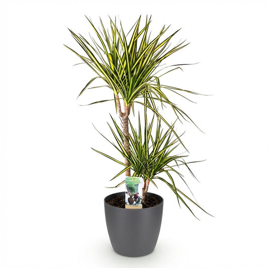 Plantes d'intérieur - Dracaena Sunray - Arbre à dragon - Peu d'entretien- Vert - jaune - 1 Plante - avec Pot Gris - Pot 21cm - Hauteur 90-100cm