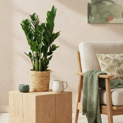 Zamioculcas plante ZZ dans un cache-pot en osier posé sur une table en bois clair près d'un fauteuil et d'un tableau abstrait vert