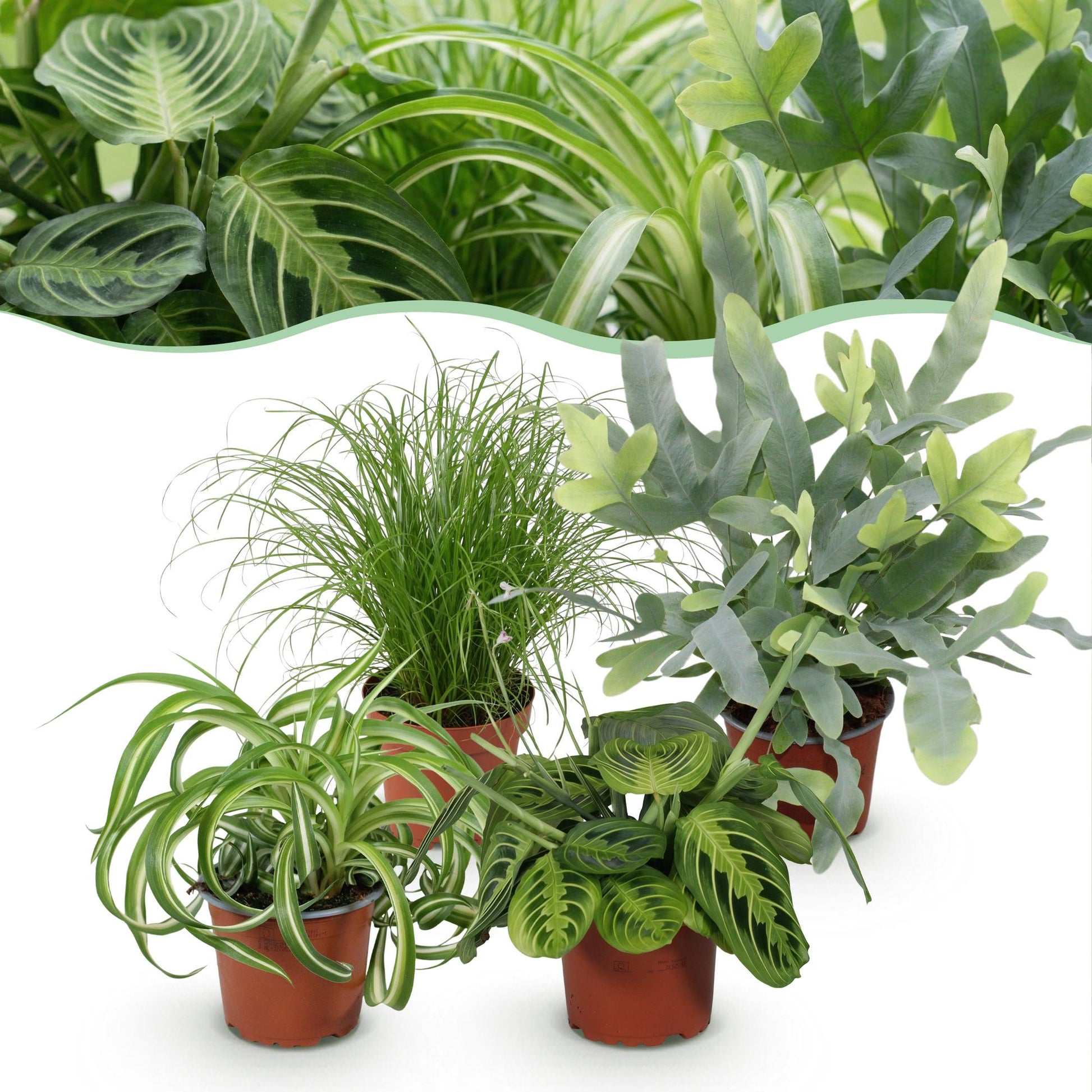Plante d'intérieur - Chlorophytum - Cyperus - Phlebodium - Marantha - Mix de 4 - Plantes Amicales pour Animaux - Vert - 4 Plantes - Pot 12cm - Hauteur 25cm