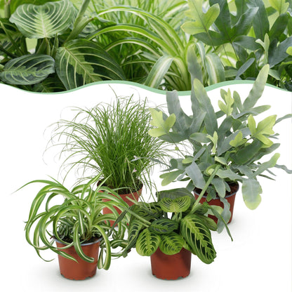 Plante d'intérieur - Chlorophytum - Cyperus - Phlebodium - Marantha - Mix de 4 - Plantes Amicales pour Animaux - Vert - 4 Plantes - Pot 12cm - Hauteur 25cm