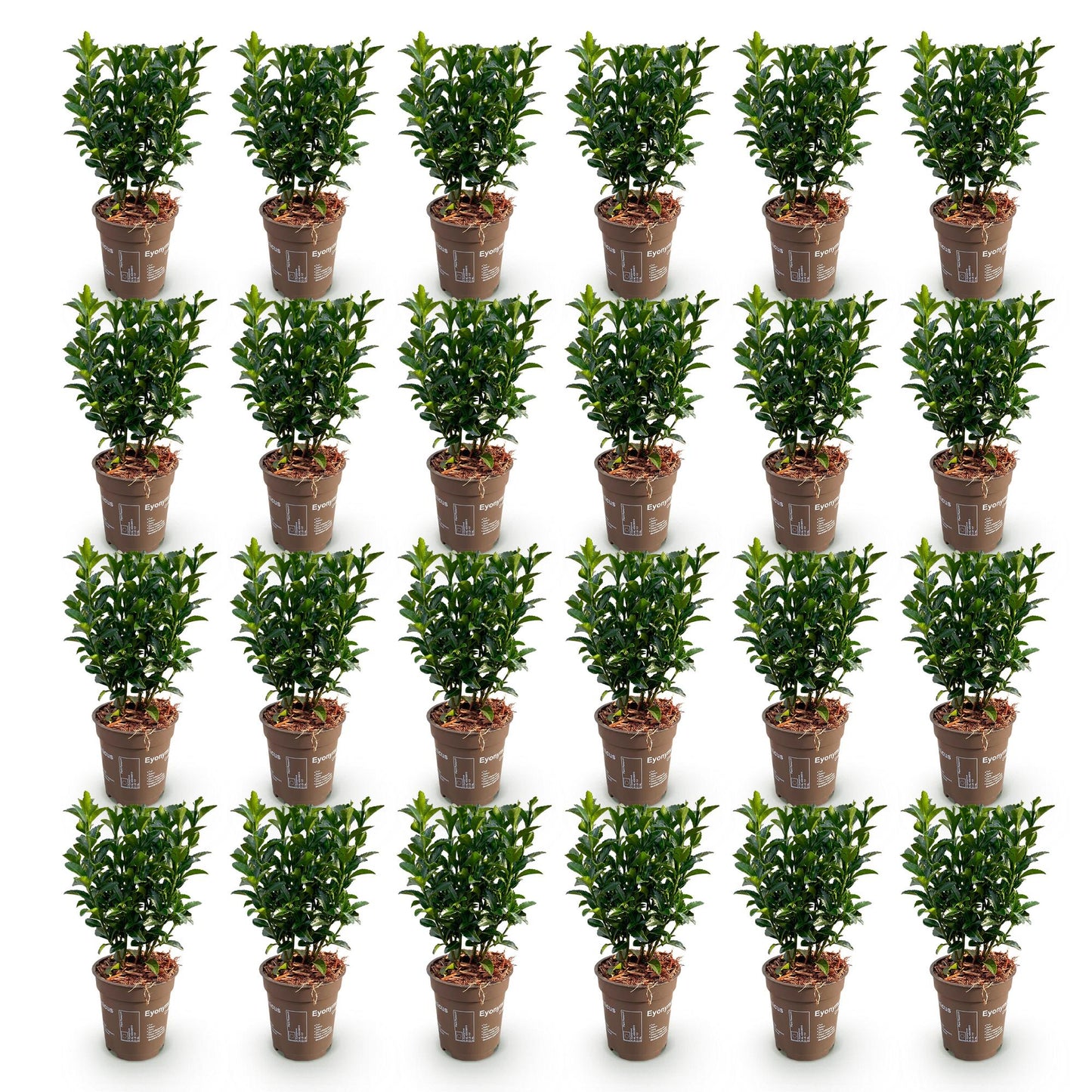 Euonymus japonica Green Spire : 28 jeunes fusains persistants en pot, sur fond blanc uni, prêts à être plantés en haie. Feuillage vert dense