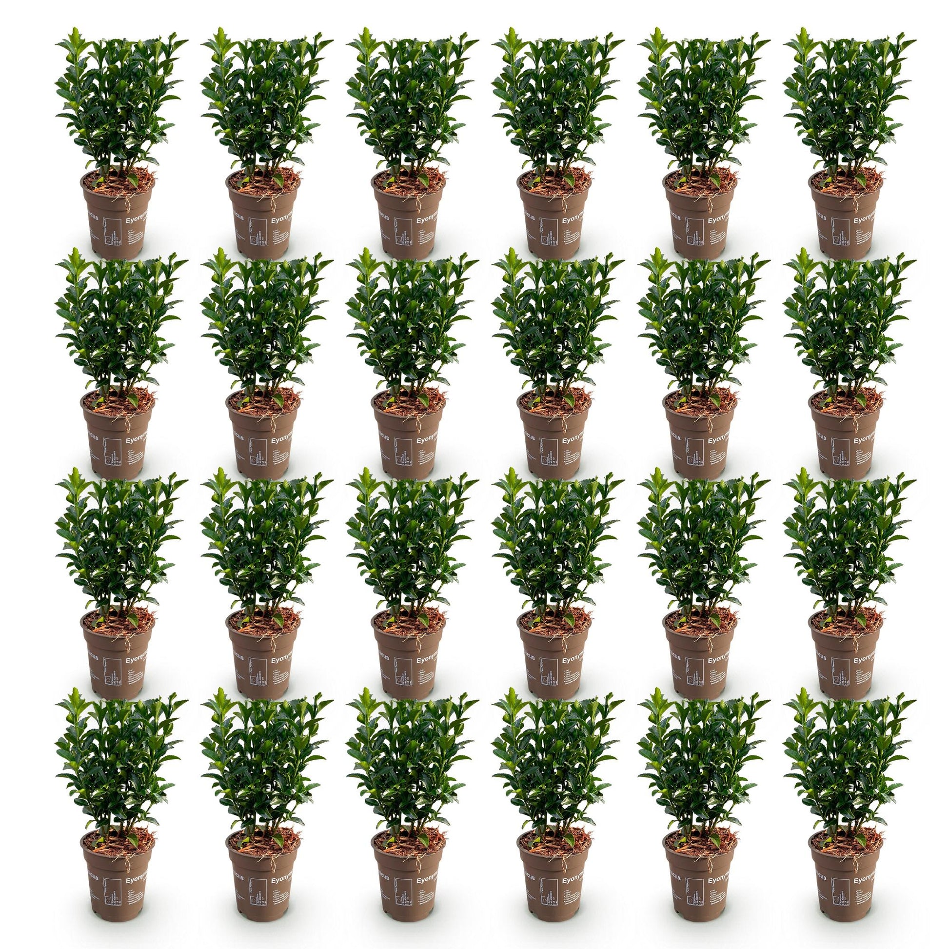 Euonymus japonica Green Spire : 28 jeunes fusains persistants en pot, sur fond blanc uni, prêts à être plantés en haie. Feuillage vert dense