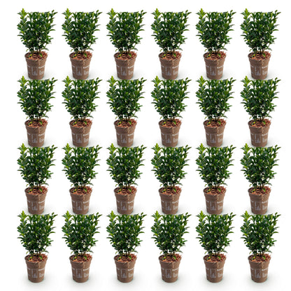 Euonymus japonica Green Spire : 28 jeunes fusains persistants en pot, sur fond blanc uni, prêts à être plantés en haie. Feuillage vert dense