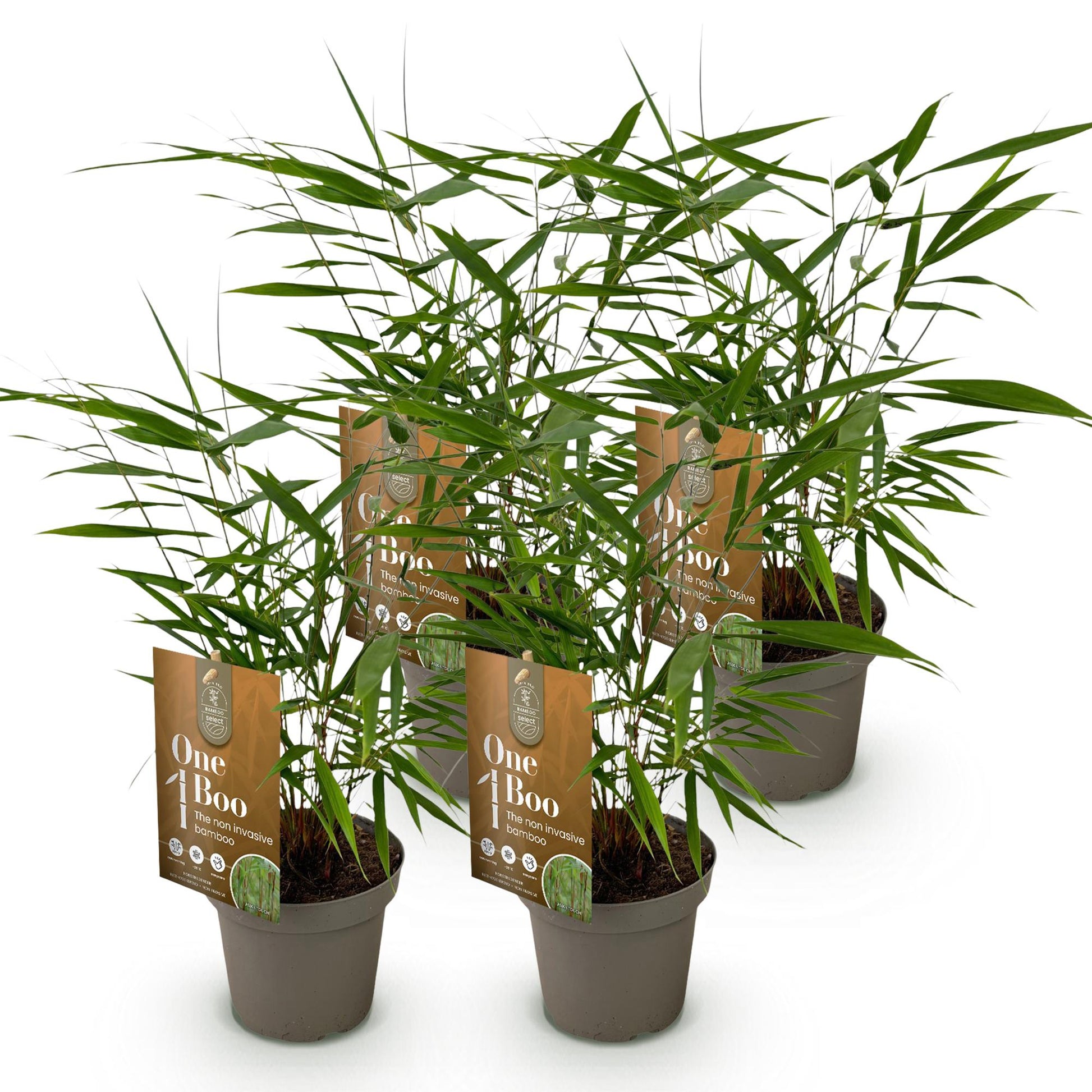 Fargesia Asian Wonder, 4 plants de bambou non envahissant en pots gris sur fond blanc. Chaque plant a une étiquette marron.