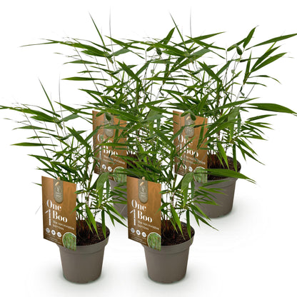 Fargesia Asian Wonder, 4 plants de bambou non envahissant en pots gris sur fond blanc. Chaque plant a une étiquette marron.