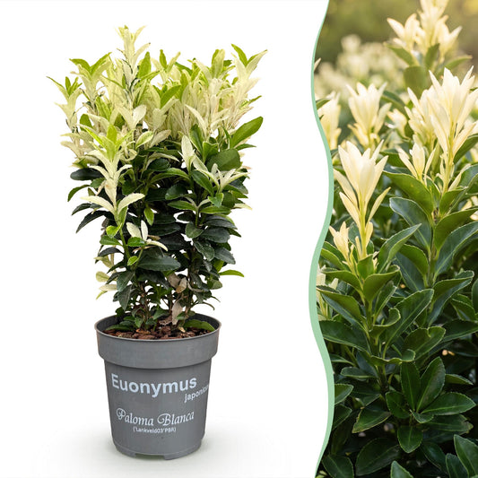Euonymus japonica Paloma Blanca : un plant en pot sur fond blanc à gauche, et une haie luxuriante en gros plan à droite.