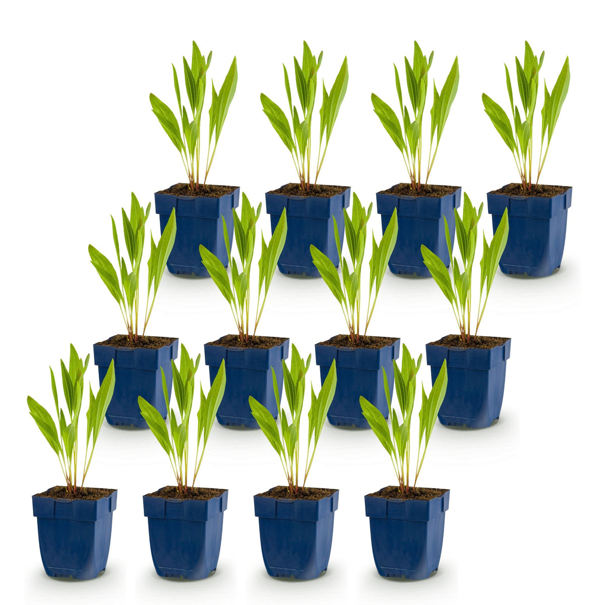 Échinacée jaune - lot de 12 plants en pot de 11 cm