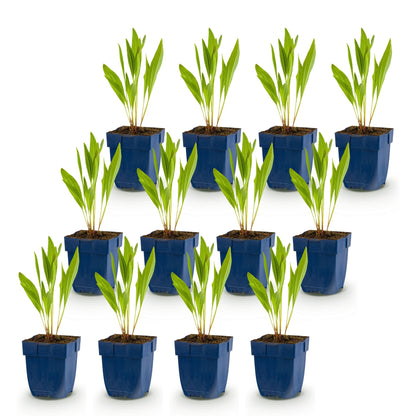 Échinacée jaune - lot de 12 plants en pot de 11 cm