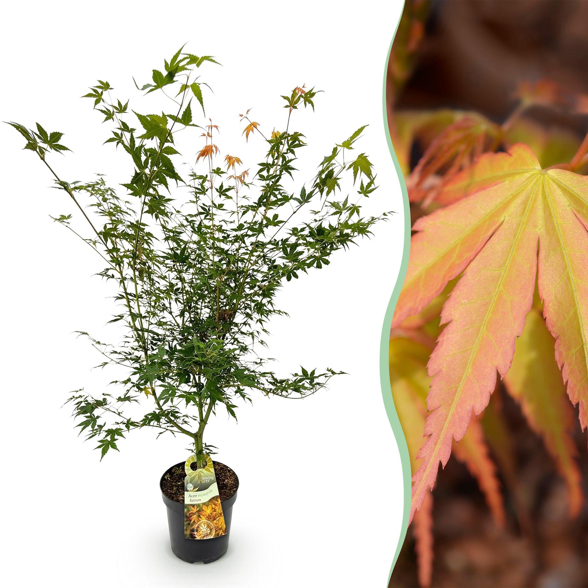 Acer palmatum Katsura : jeune érable japonais en pot sur fond blanc et gros plan de ses feuilles aux teintes automnales.